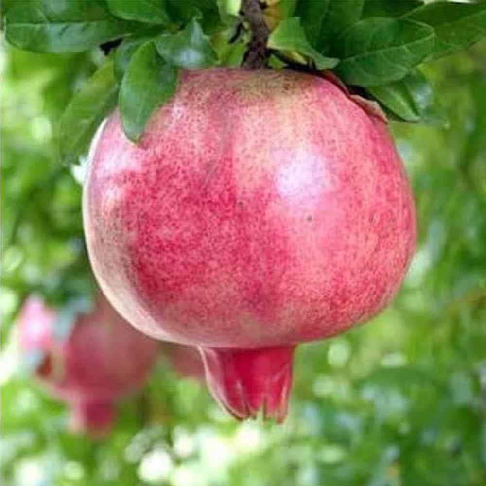 Pomegranate Bhagwa Plant